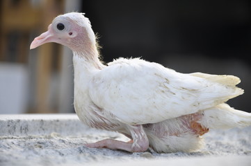 Cute Baby Dove