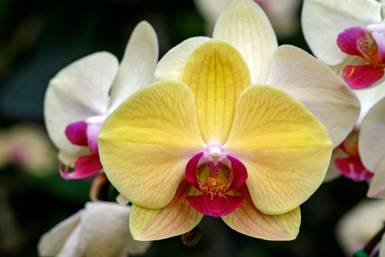 Image of beautiful yellow orchid flowers in the garden.