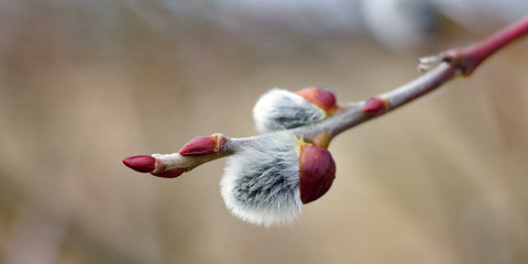 Spring blossom tree twigs cats.