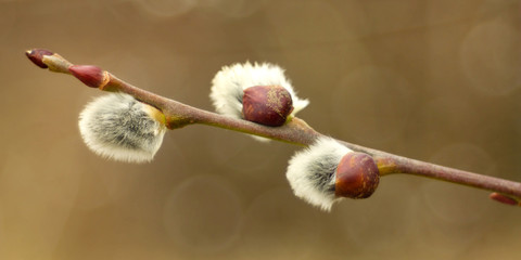 Spring blossom tree twigs cats.