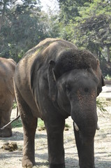 Fototapeta premium elephant in zoo