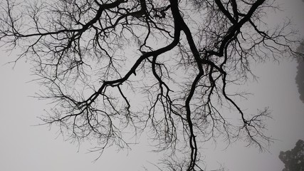 old tree without leaf on the fog weather day