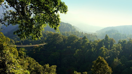 Panoramablick über Dschungel am Morgen mit Hängebrücke in Indonesien