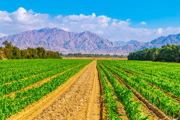 Green fields of onions and other vegetables in Eilat, israel