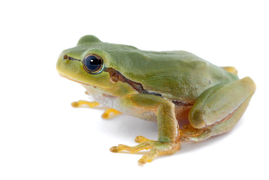 Green tree frog isolated on white background