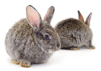 Fototapeta premium Gray rabbits isolated.