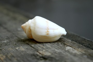 Beautiful white gentle sea shell on the table, Mediterranean Sea, Spain