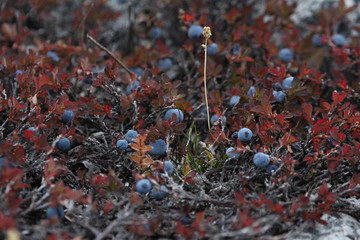 Arctic Blueberries © Robert Ulph