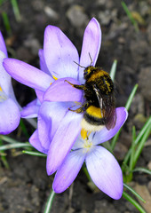 krokusse blühen im vorgarten