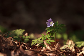 キクザキイチゲ