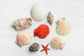 Composition from various sea shells of different shapes and colors on white wood background. Clean minimalist flat lay elegant style. Beach vacation spa wellness organic cosmetics theme