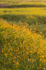 Fototapeta premium キンエノコロ