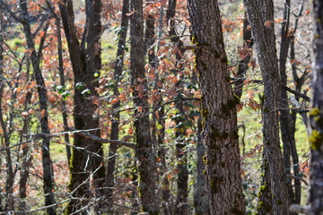 Obraz premium Zoom into the Forest