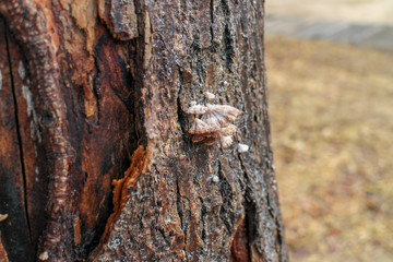 Mushrooms growing on a tree trunk, winter