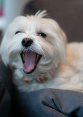 Yawning Dog