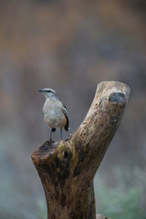 Fototapeta premium White banded Mockingbird, Patagonia, Argentina