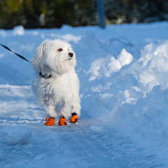 Maltese in Snow