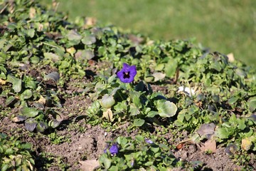 young plants in the garden