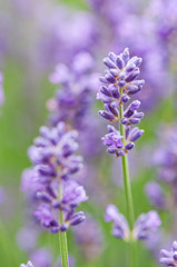 Lavender angustifolia, lavandula in sunlight in herb garden