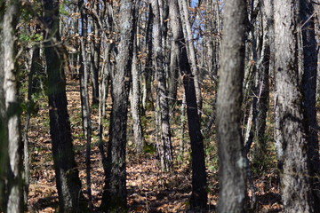 Zoom into the Forest