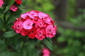Beautiful fresh bright purple flowers on the summer meadow. Natural floral background