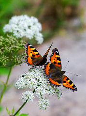 Small Tortoiseshell