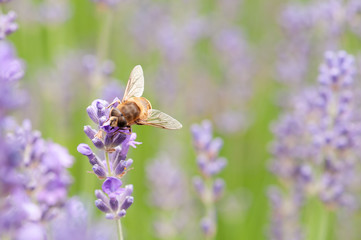 Lavender angustifolia, lavandula in sunlight in herb garden with honey bee