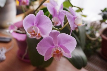 Fototapeta na wymiar House flower: blooming orchid phalaenopsis pink color.