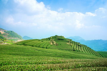 Fototapeta premium Beautiful tea garden rows scene isolated with blue sky and cloud, design concept for the tea product background, copy space, aerial view