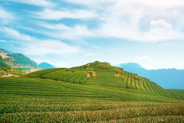 Fototapeta na wymiar Beautiful tea garden rows scene isolated with blue sky and cloud, design concept for the tea product background, copy space, aerial view