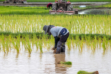 Obraz premium Thai rice cultivation