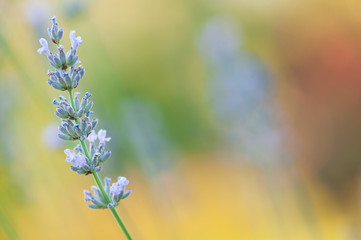 Fototapeta premium Lavender angustifolia, lavandula in sunlight in herb garden