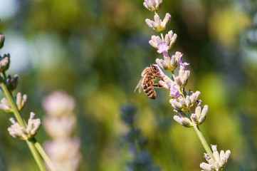 Fototapeta premium Lavender angustifolia, lavandula in sunlight in herb garden with honey bee