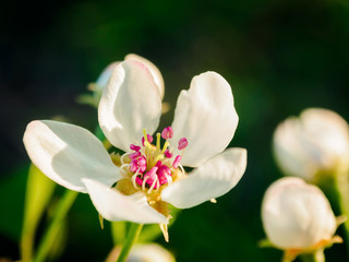 Fototapeta na wymiar Pear blossom close up