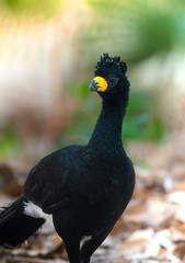 Fototapeta premium Bare faced Curassow, in a jungle environment, Pantanal Brazil