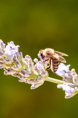 Lavender angustifolia, lavandula in sunlight in herb garden with honey bee