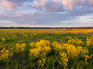 Obraz premium Evening meadow covered with lush yellow rapeseed flowers in spring