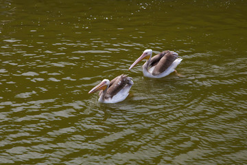 Pelicans swims and catches fish.