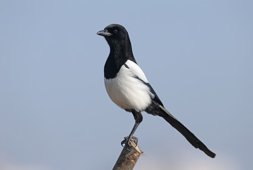 Unusual close-up portrait of a Eurasian magpie sitting on a branch against the sky and beige cane