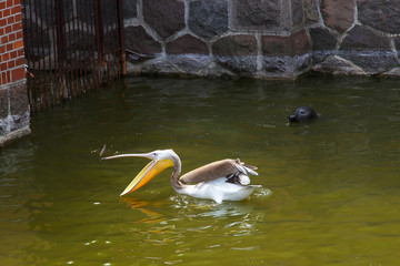 A pelican catches fish and a sea cat is watching him.