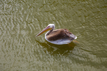 Pelicans swims and catches fish.