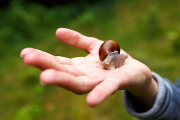 Grape snail crawling on the hand.