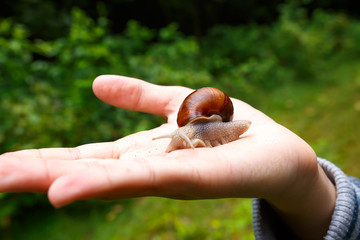 Grape snail crawling on the hand.