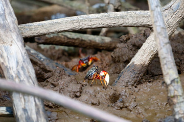 Mud Crabs © Jenny Grewal