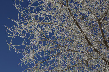 Winter ornament from the branches of trees