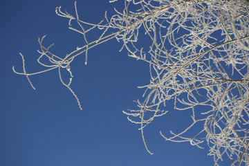 Winter ornament from the branches of trees