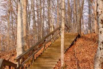 The wood stairs and boardwalk in the forest on sunny day. 