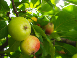 Unripe and ripe apple on the tree branch in the summer.
