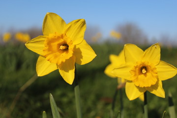 Daffodils growing though the grass on a bright sunny morning