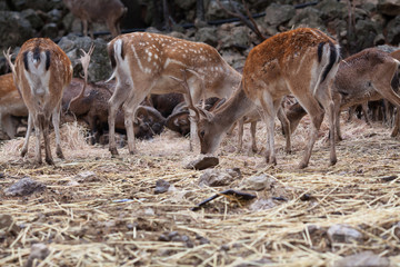 Herd of roe eats food in nature park. Spain.